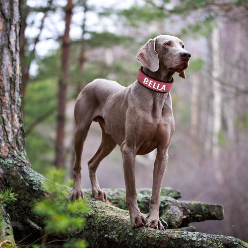 Bredt hundehalsbånd for store hunder med påtrykt navn i 4 farger M-XL