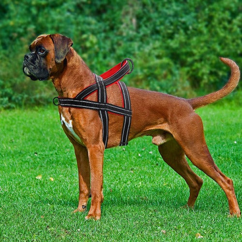 Hundesele med dobbel spenne og refleks i 3 farger S-XL