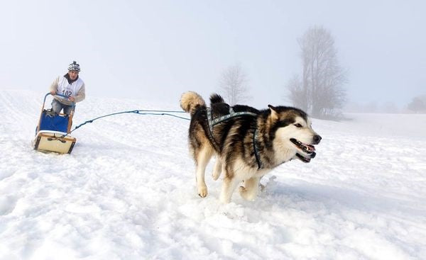 Pro kvalitet sled hund dragsele