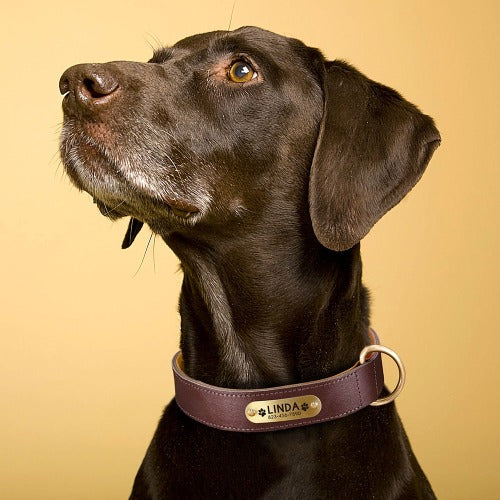 Premium hundehalsbånd i skinn med inngravert navn i 4 farger XS-XXL