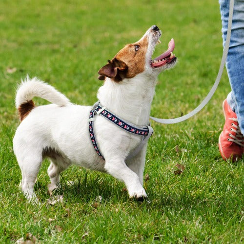 Brodert fargerik mønstret hundesele med bånd i sett i 4 farger