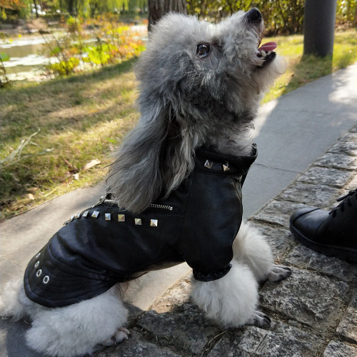 Rock & Roll studded skinnjakke til hund S-XL