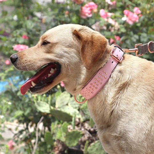Fint halsbånd for store hunder dekorert med nagler pigghalsbånd i 3 farger L-XL