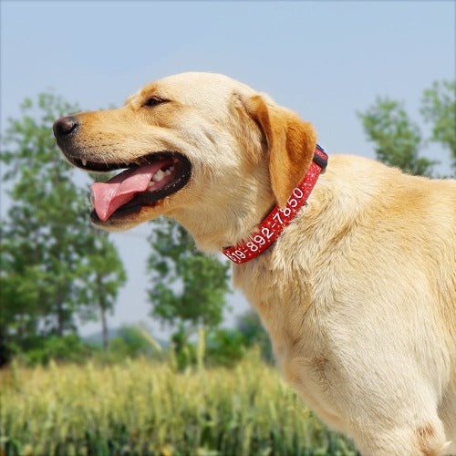 Hundehalsbånd i skinnende glitter med brodert navn i 8 farger S-XL