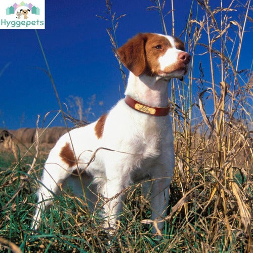 Premium skinnhalsbånd til hund med gylden spenne og gravert navneplate S-L - Hygge-Pets