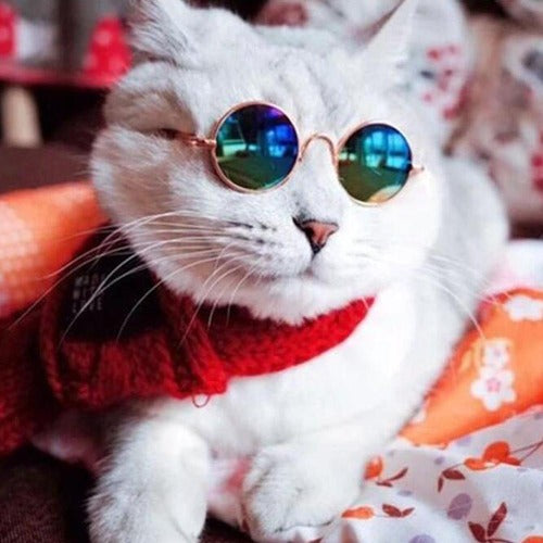 Cool pet sunglasses in 2 colors - personalized custom engraved id tag dog cat collar personlig tilpasset gravere hund katt halsbånd 