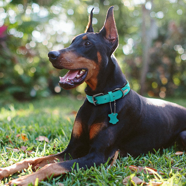 Colored quality genuine leather collar with pendant in 4 colors S-L - personalized custom engraved id tag dog cat collar personlig tilpasset gravere hund katt halsbånd 