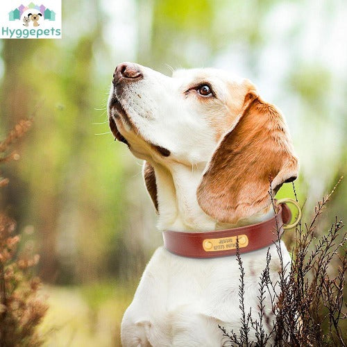 Premium skinnhalsbånd til hund med gylden spenne og gravert navneplate S-L - Hygge-Pets