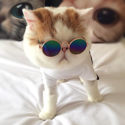 Cool pet sunglasses in 2 colors - personalized custom engraved id tag dog cat collar personlig tilpasset gravere hund katt halsbånd 