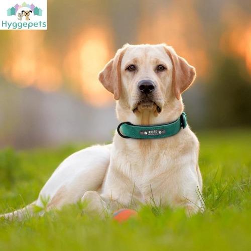 Kvalitet lær hundehalsbånd i 5 farger med inngravert navneskilt S-XXL - Hygge-Pets