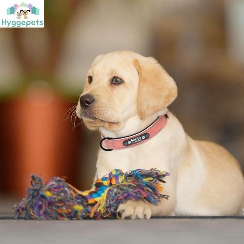 Kvalitet lær hundehalsbånd i 5 farger med inngravert navneskilt S-XXL - Hygge-Pets