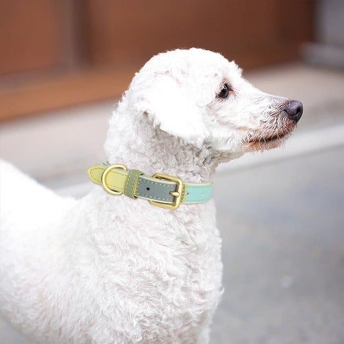 Hundehalsbånd i flerfarget skinn med gravert navneskilt i 3 farger S-XXL
